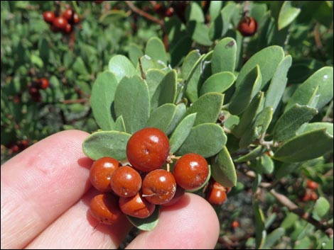 Pointleaf Manzanita (Arctostaphylos pungens)