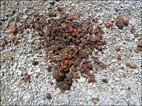 Pointleaf Manzanita (Arctostaphylos pungens)