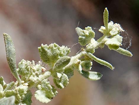 Fourwing Saltbush (Atriplex canescens)