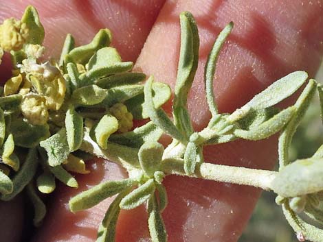 Fourwing Saltbush (Atriplex canescens)