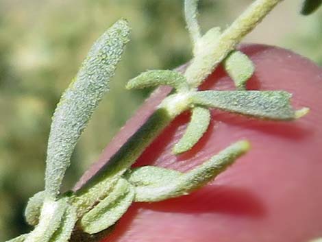 Fourwing Saltbush (Atriplex canescens)