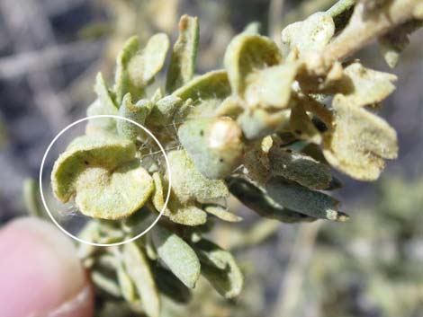 Fourwing Saltbush (Atriplex canescens)