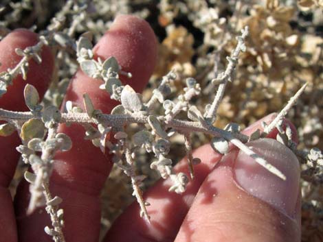 Shadscale Saltbush (Atriplex confertifolia)