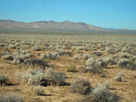 Shadscale Saltbush (Atriplex confertifolia)