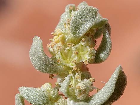 Shadscale Saltbush (Atriplex confertifolia)