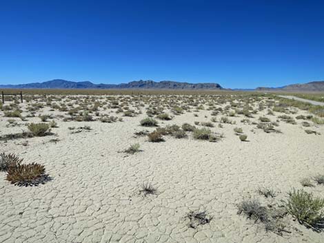 Shadscale Saltbush (Atriplex confertifolia)