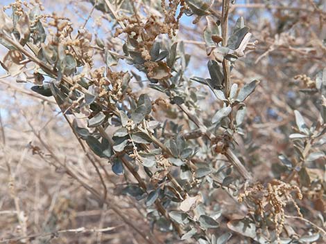 Quailbush (Atriplex lentiformis)