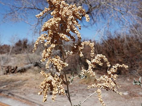 Quailbush (Atriplex lentiformis)