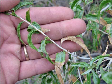 Seep Willow (Baccharis salicifolia)