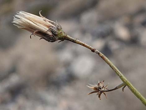 Sweetbush (Bebbia juncea)