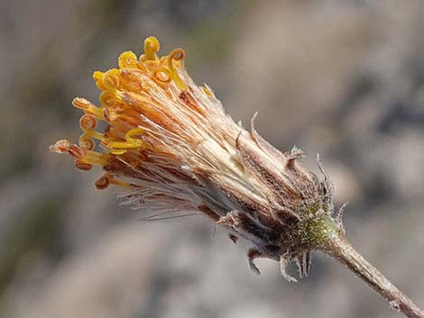 Sweetbush (Bebbia juncea)