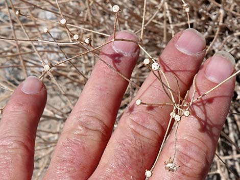 Sweetbush (Bebbia juncea)