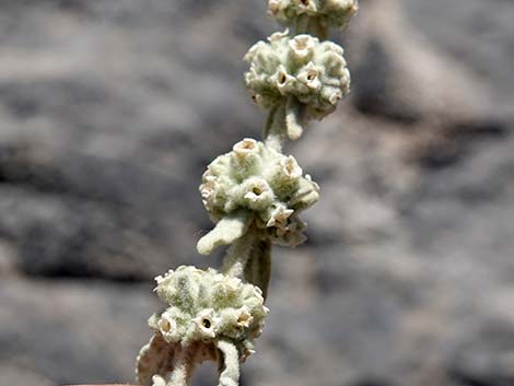 Utah Butterflybush (Buddleja utahensis)