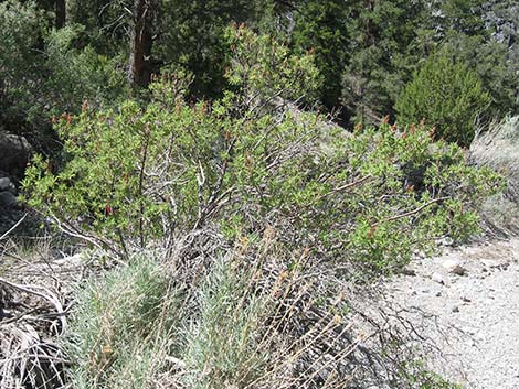 Fernbush (Chamaebatiaria millefolium)