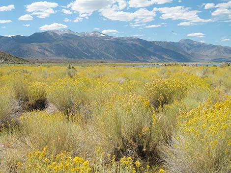 Rabbitbrush (Chrysothamnus)