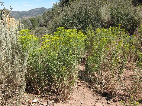 Rabbitbrush (Chrysothamnus)