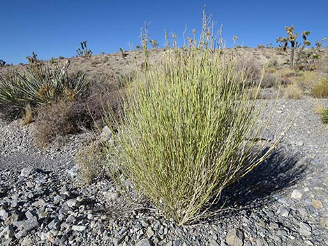 Rabbitbrush (Chrysothamnus)