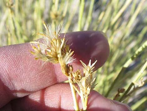 Rabbitbrush (Chrysothamnus)