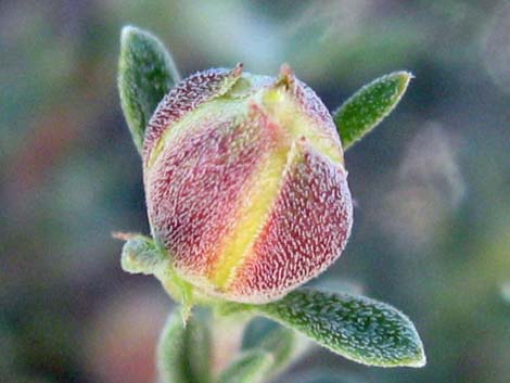 Blackbrush (Coleogyne ramosissima)