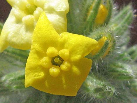 Basin Yellow Cryptantha (Cryptantha confertiflora)