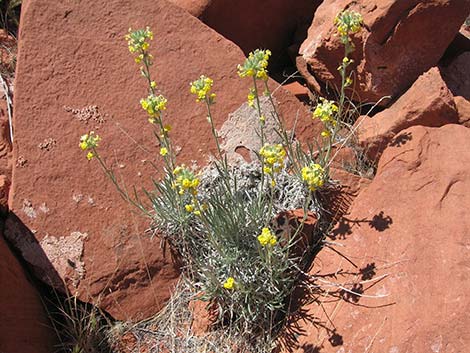 Basin Yellow Cryptantha (Cryptantha confertiflora)