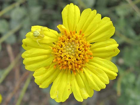 Virgin River Brittlebush (Encelia virginensis)