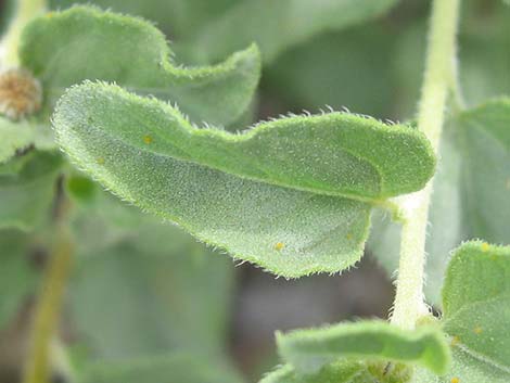 Virgin River Brittlebush (Encelia virginensis)