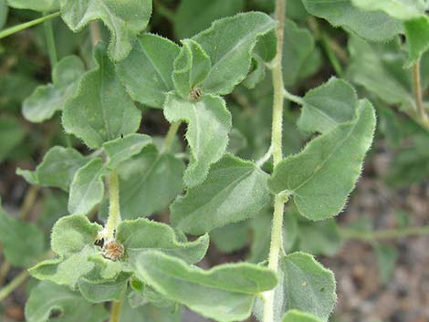 Virgin River Brittlebush (Encelia virginensis)