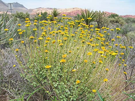 Virgin River Brittlebush (Encelia virginensis)