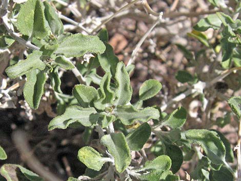 Virgin River Brittlebush (Encelia virginensis)