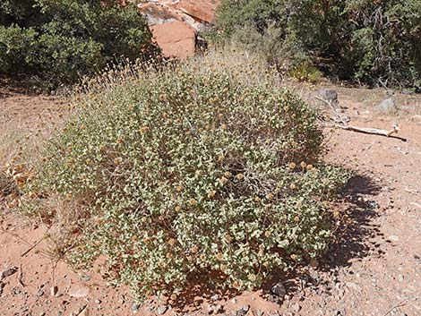 Virgin River Brittlebush (Encelia virginensis)