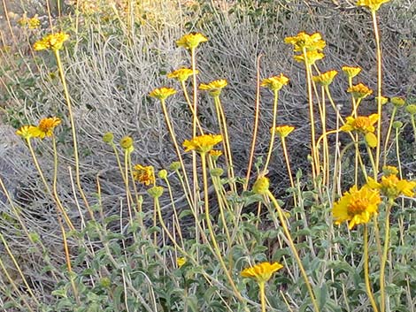 Virgin River Brittlebush (Encelia virginensis)