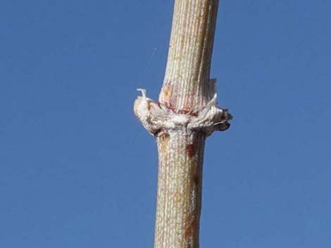 Nevada Jointfir (Ephedra nevadensis)