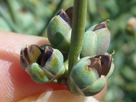 Nevada Jointfir (Ephedra nevadensis)