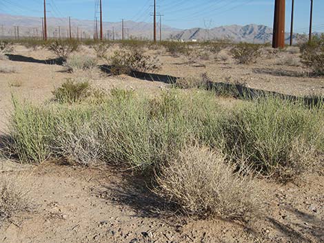 Torrey's Jointfir (Ephedra torreyana)