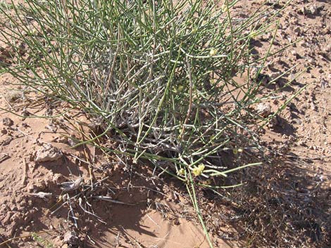 Torrey's Jointfir (Ephedra torreyana)