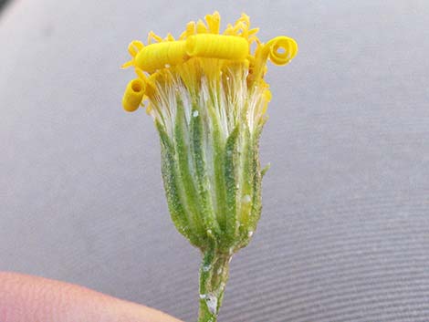 Narrowleaf Goldenbush (Ericameria linearifolia)