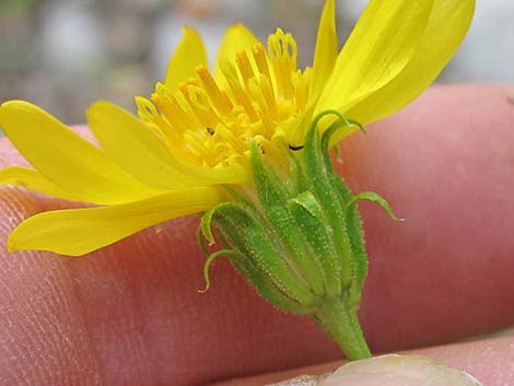 Narrowleaf Goldenbush (Ericameria linearifolia)