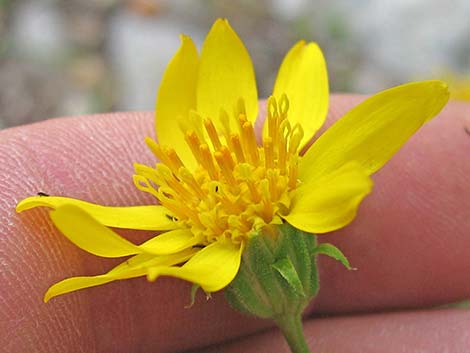 Narrowleaf Goldenbush (Ericameria linearifolia)