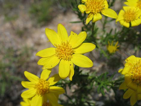 Narrowleaf Goldenbush (Ericameria linearifolia)