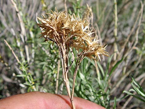 Rubber Rabbitbrush (Ericameria nauseosa)