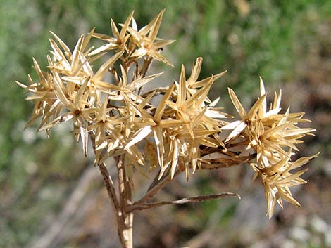 Rubber Rabbitbrush (Ericameria nauseosa)