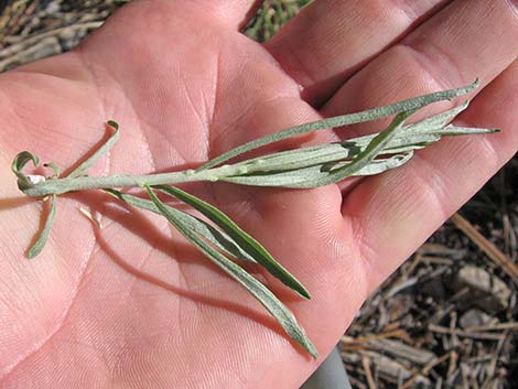 Rubber Rabbitbrush (Ericameria nauseosa)