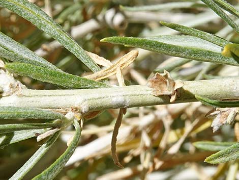 Rubber Rabbitbrush (Ericameria nauseosa)