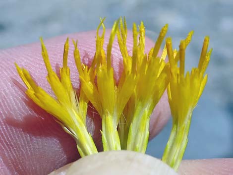 Rubber Rabbitbrush (Ericameria nauseosa)