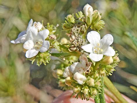 Narrow-leaved Yerba Santa (Eriodictyon angustifolium)