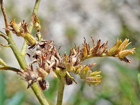 Narrow-leaved Yerba Santa (Eriodictyon angustifolium)