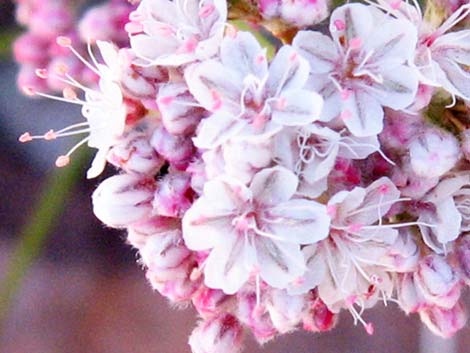 Eastern Mojave Buckwheat (Eriogonum fasciculatum var polifolium)