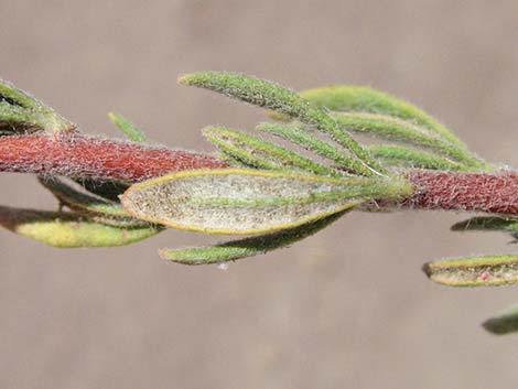 Eastern Mojave Buckwheat (Eriogonum fasciculatum var polifolium)