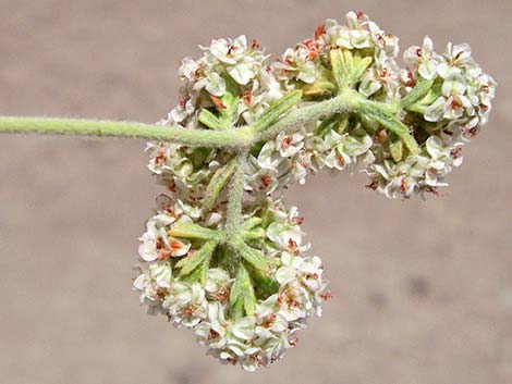 Eastern Mojave Buckwheat (Eriogonum fasciculatum var polifolium)